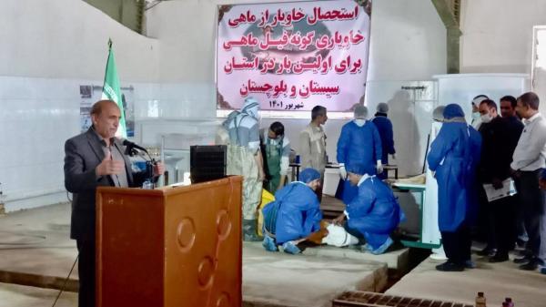 استحصال خاویار برای اولین بار در سیستان و بلوچستان