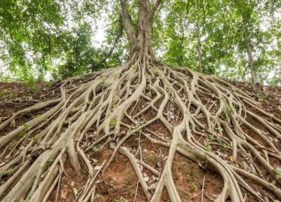کشف نحوه ریشه دواندن درختان در پی آب
