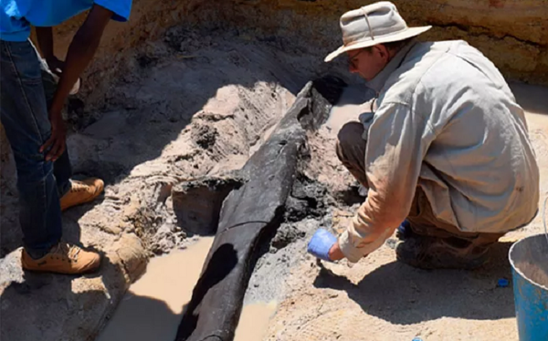 کشف قدیمی ترین سازه چوبی ساخته شده به دست انسان با قدمت نیم میلیون سال در زامبیا